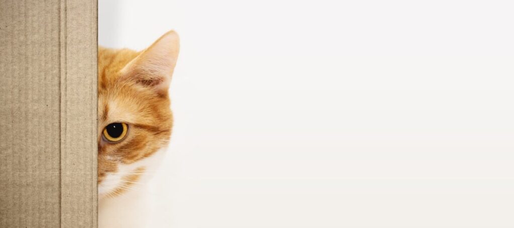 隠れている猫