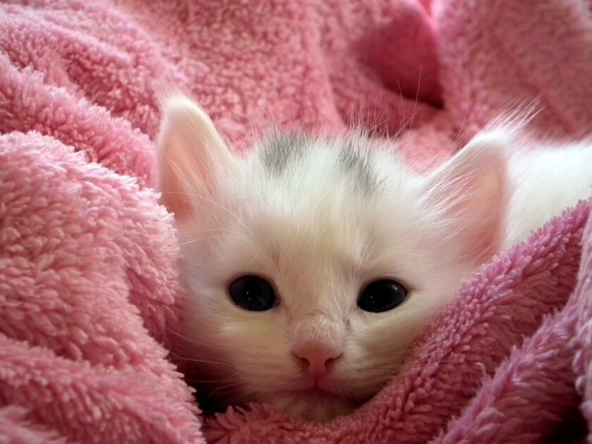 ピンクの毛布にくるまった白い子猫