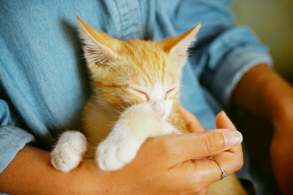 抱かれている茶トラ猫