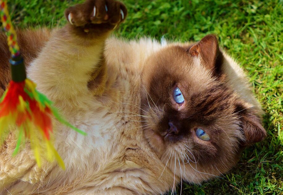 猫じゃらしで遊ぶ猫