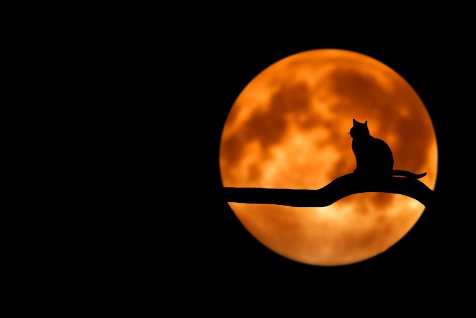 月夜と猫