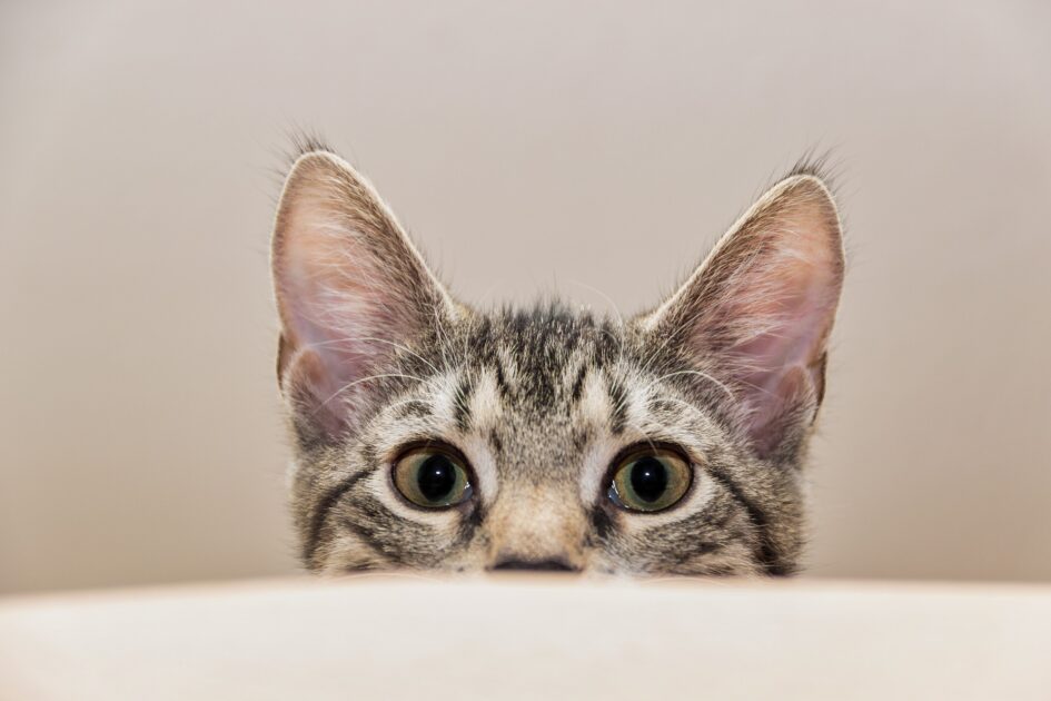 のぞく猫