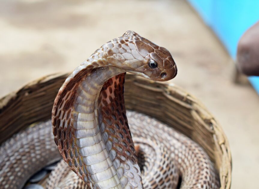 首を持ち上げるコブラ