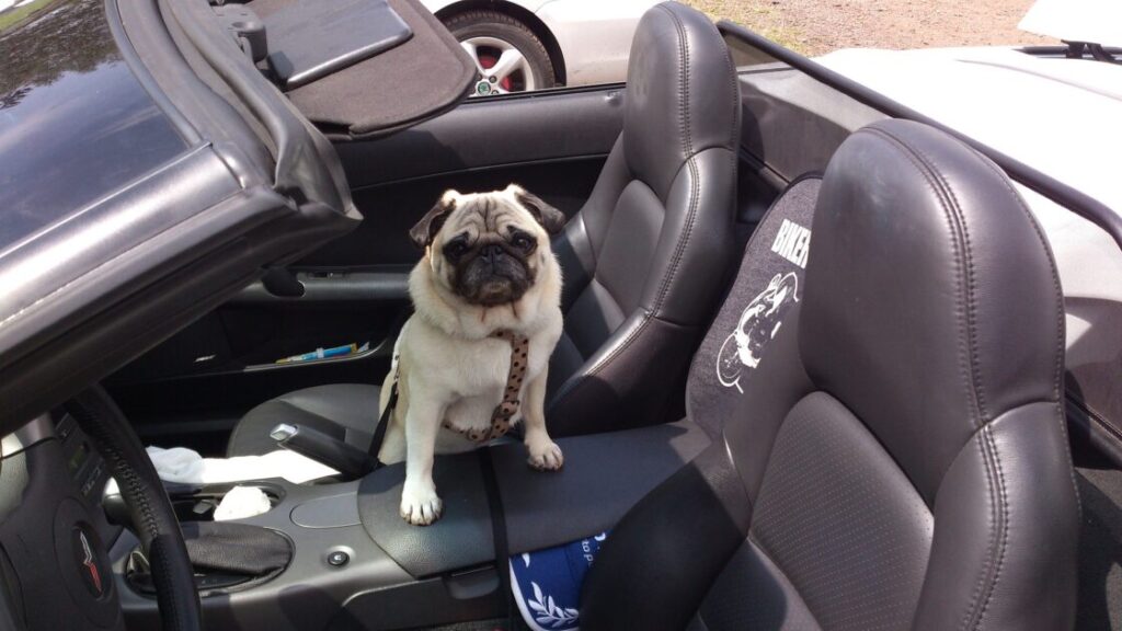 車の助手席に乗る犬
