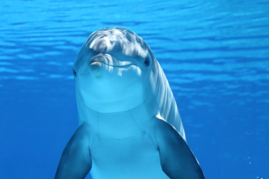 水中のイルカ
