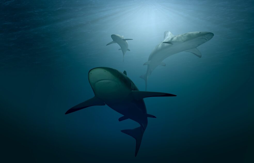 海を泳ぐ3匹のサメ