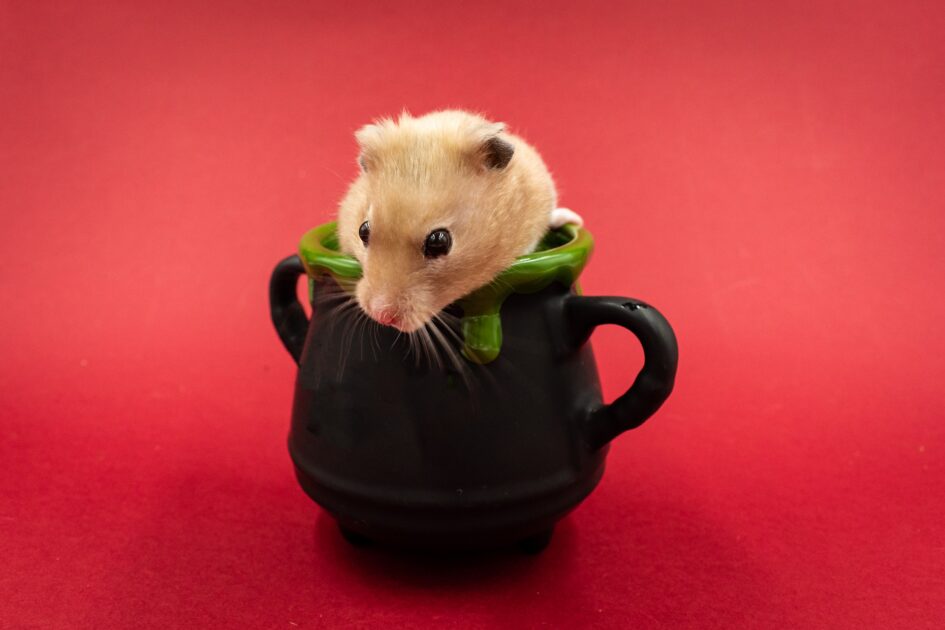 小さな壷に入るハムスター