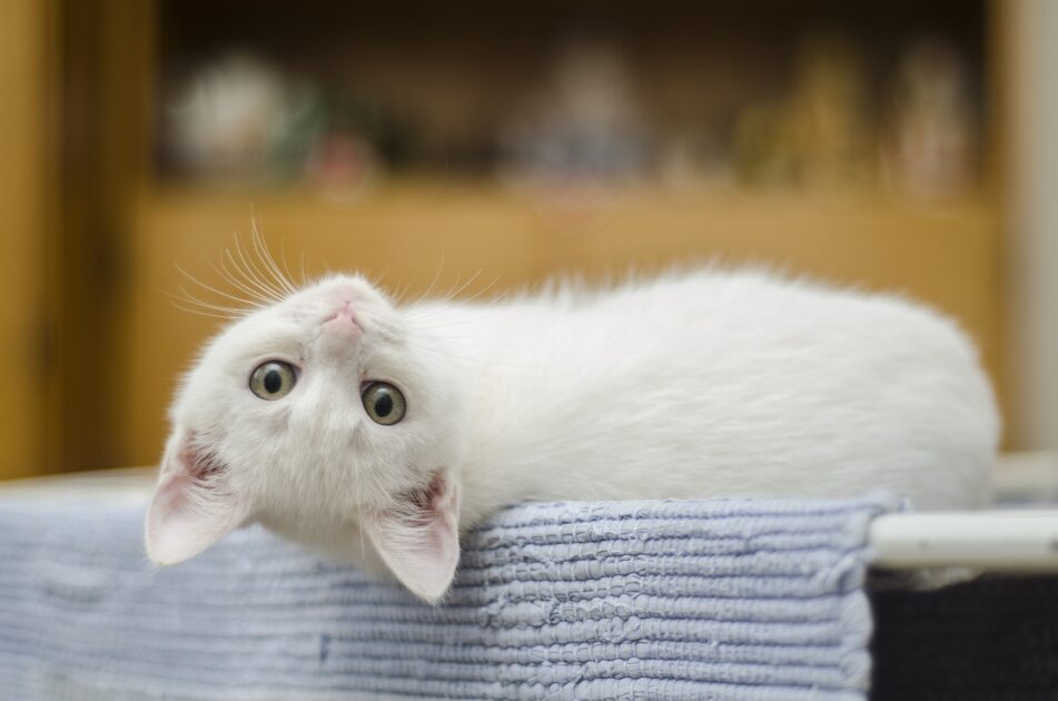 こちらを見る白い子猫
