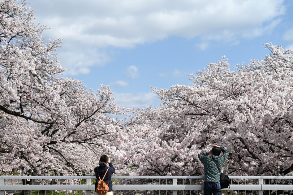 満開の桜を撮影する2人