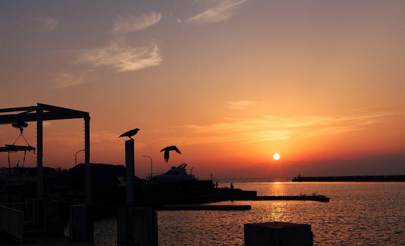夕日のカラス