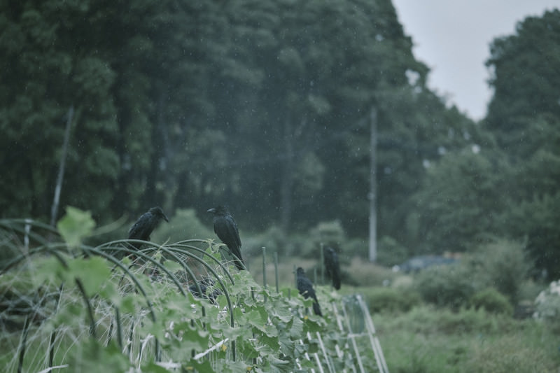 雨の中のカラス