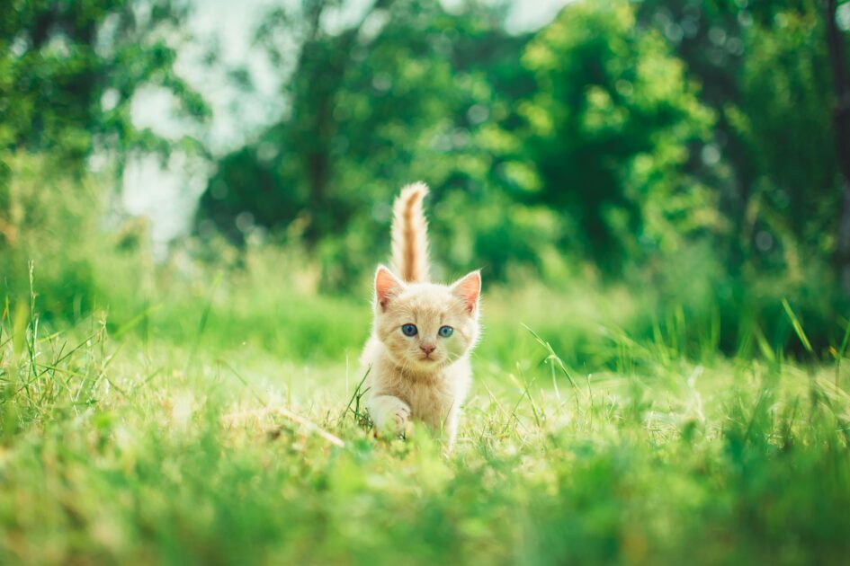 草原を散歩する子猫