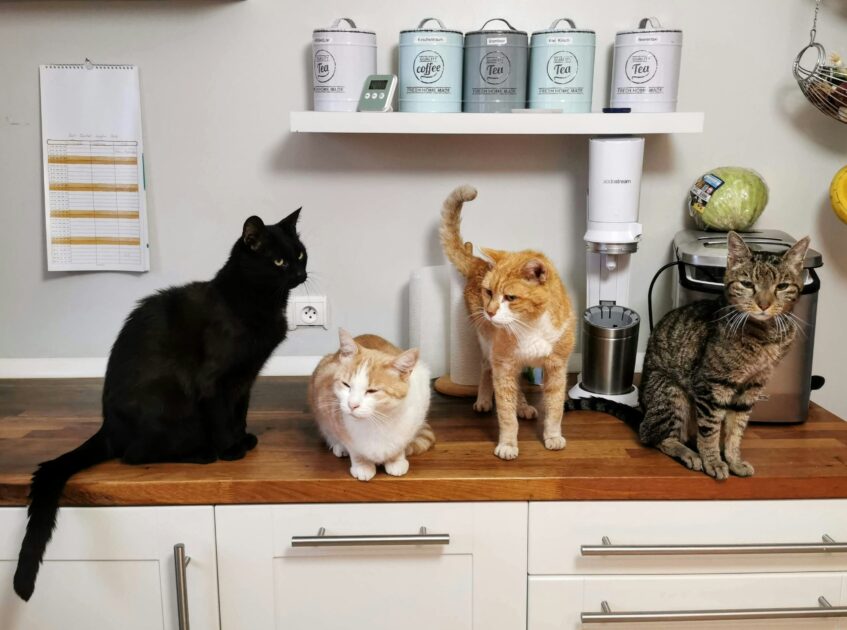 家の中にいる家猫たち