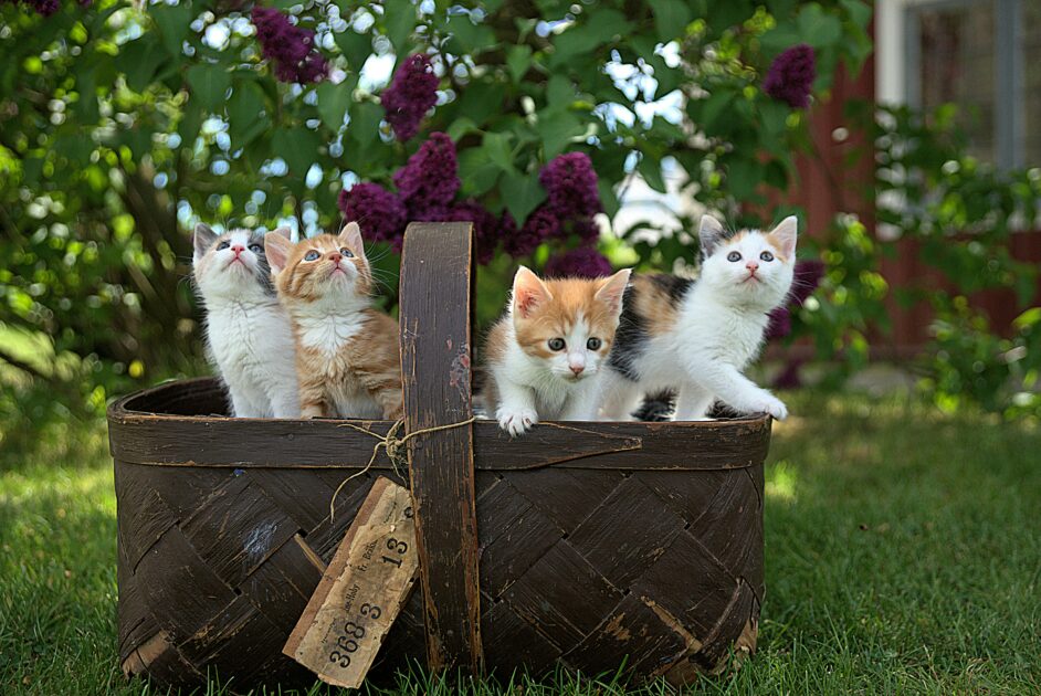 カゴに入っている子猫たち