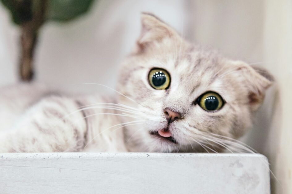 舌を出す猫