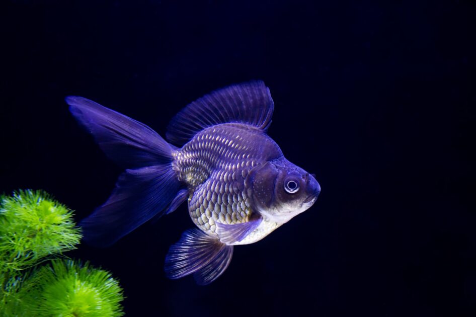 黒い金魚
