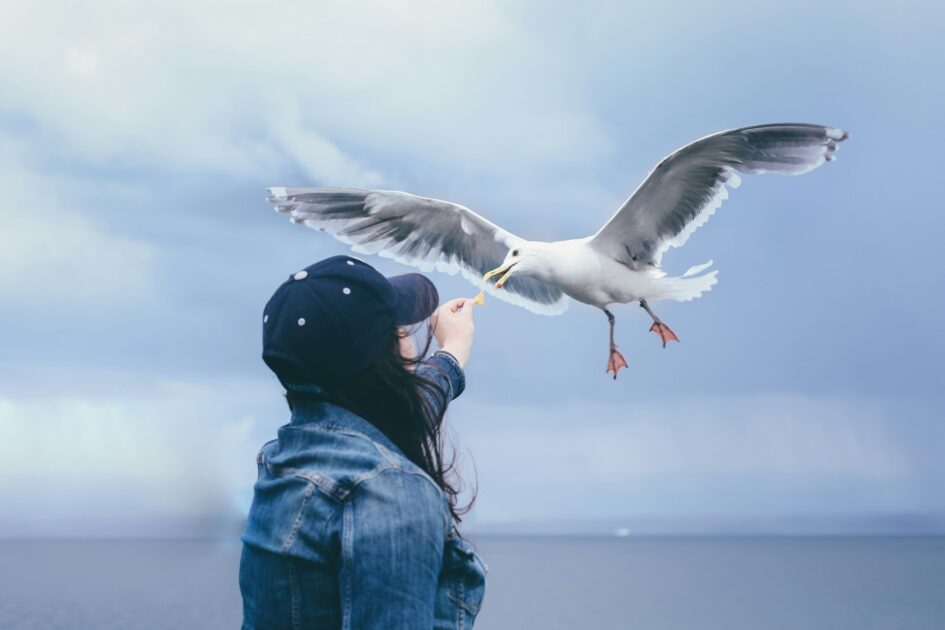 海鳥に餌をあげる女性