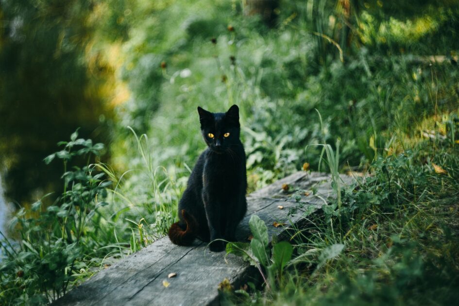 草むらの中の黒猫