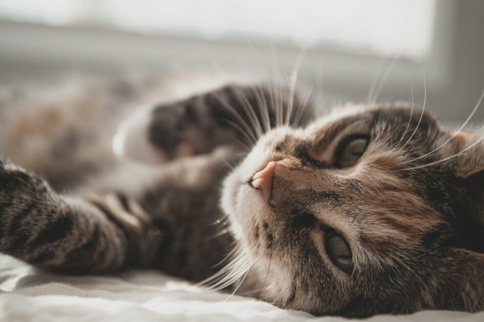 寝転がる猫